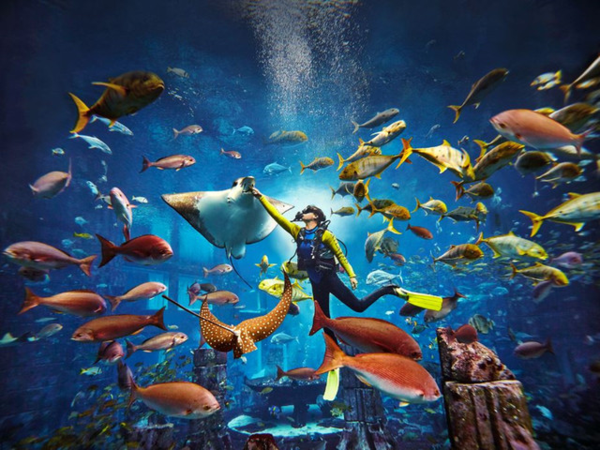 亚特兰蒂斯失落的空间水族馆 亚特兰蒂斯失落的空间水族馆